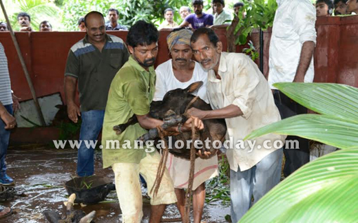 Cattle trafficking  in mangalore 5